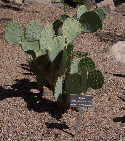 Opuntia engelmannii