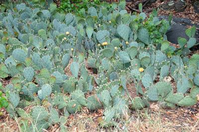 Opuntia phaeacantha