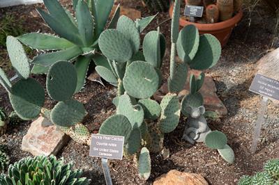  Opuntia rufida