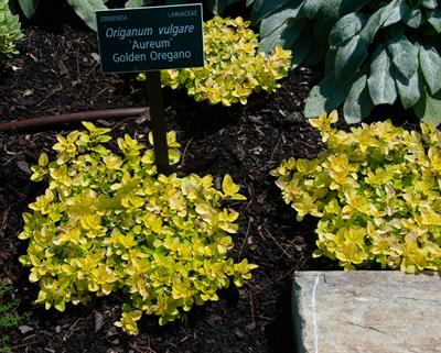 Origanum vulgare