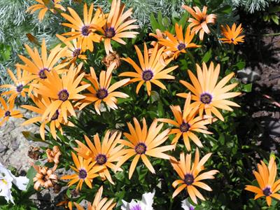 Osteospermum orange