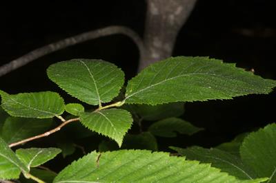 Ostrya virginiana (Mill.) K. Koch