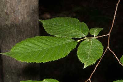 Ostrya virginiana
