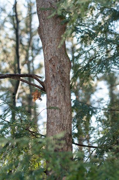 معرفی گیاه ممرز آمریکایی (American Hophornbeam)  - Ostrya virginiana