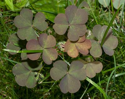 Oxalis corniculata