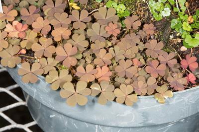 Oxalis corniculata - ترشک خزنده (اکسالیس خزنده)