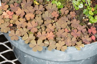procumbent yellow sorrel