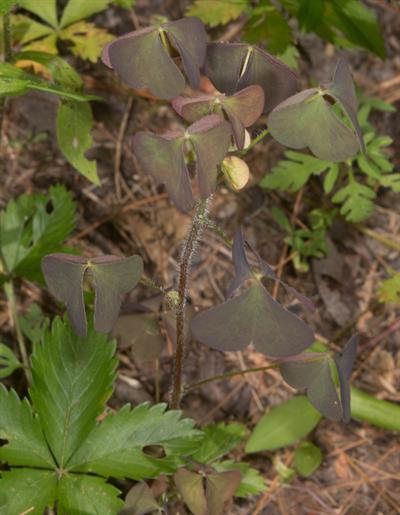 ترشک خزنده (اکسالیس خزنده)