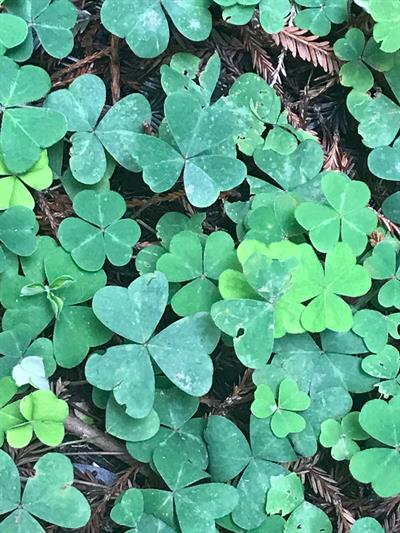 Oxalis oregana