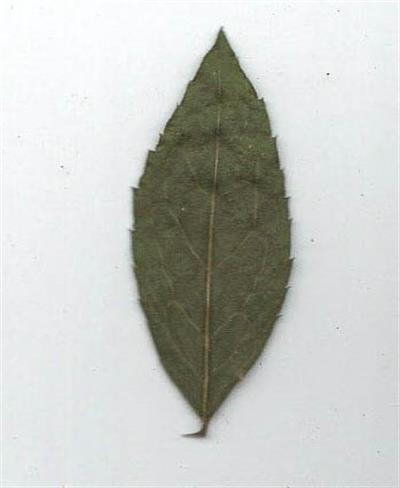 Oxydendrum arboreum