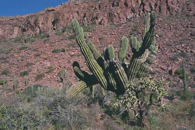 Pachycereus pringlei