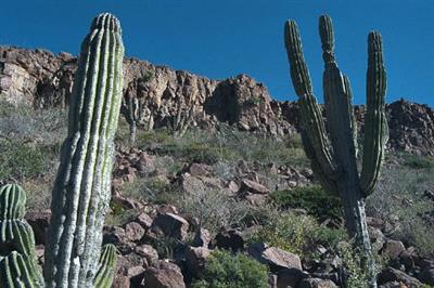 کاکتوس عظیم‌الجثهٔ مکزیکی Sagueso