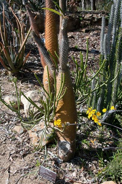 Pachypodium lamerei Drake