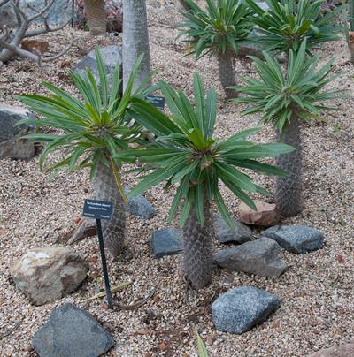 نخل Madagascan، دارای ساقه گوشتی