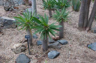 Madagascar palm