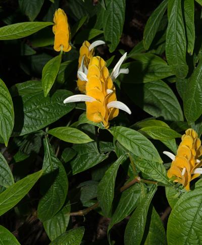 Pachystachys lutea