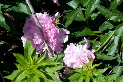 Paeonia