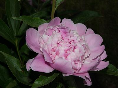 Paeonia