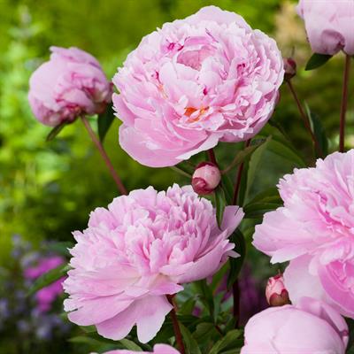 Paeonia