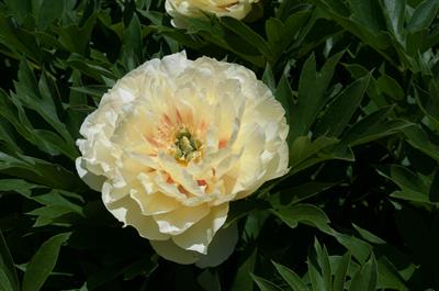 Paeonia ‘Bartzella