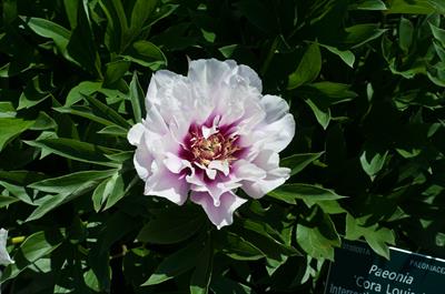Paeonia ‘Cora Louise