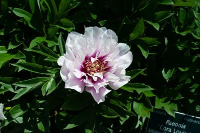 Paeonia 