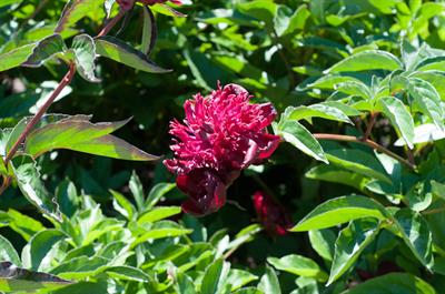 Paeonia lactiflora