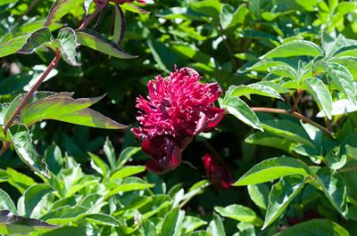 Paeonia lactiflora