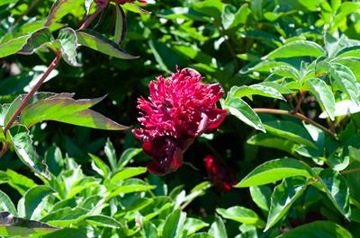 Common garden peony