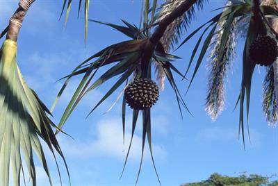 Pandanus tectorius
