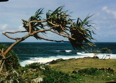 Pandanus tectorius