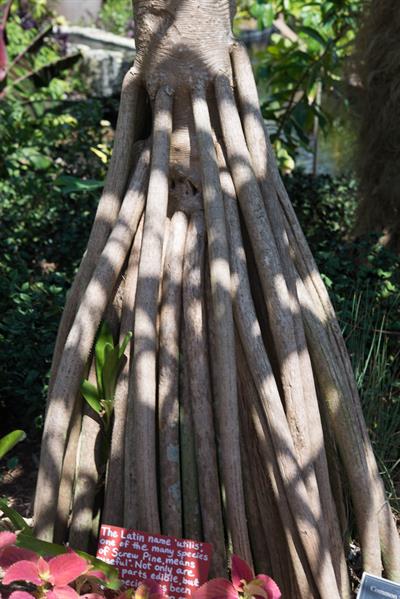 Pandanus utilis
