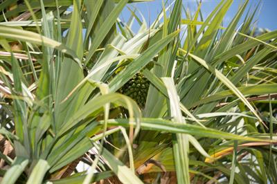 Pandanus utilis - پاندانوس