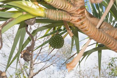 Pandanus utilis