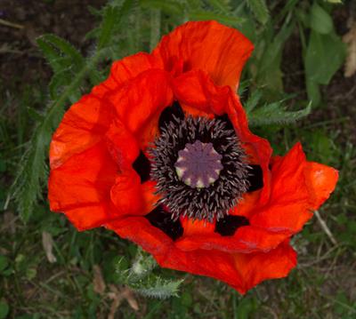 Papaver rhoeas