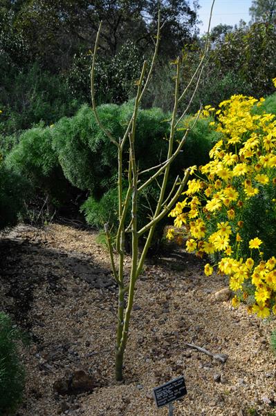 Parkinsonia