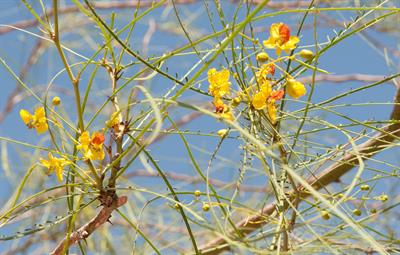 از خانواده pea، بومی مکزیک