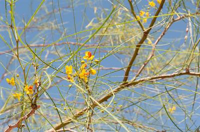 Mexican palo verde
