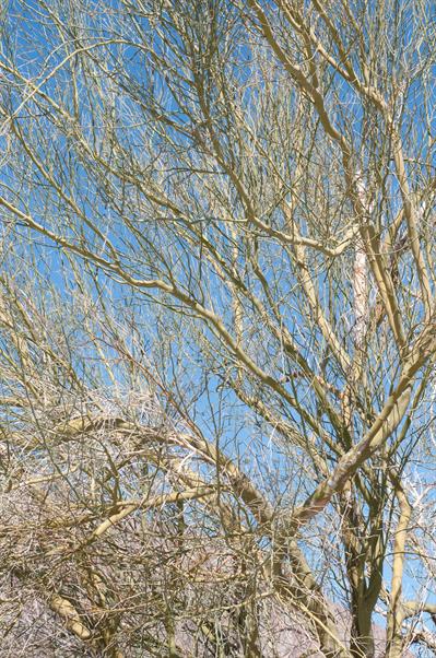 Parkinsonia florida