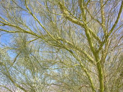 Parkinsonia microphy