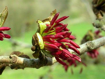 Parrotia persica