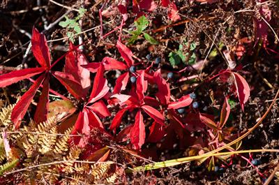 Parthenocissus quinq