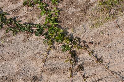 Parthenocissus quinq - موچسب وحشی