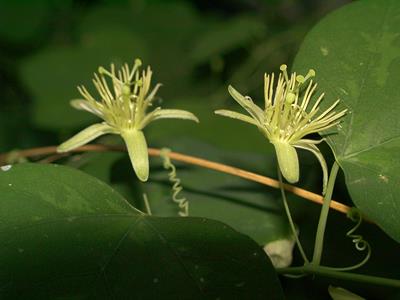 Passiflora