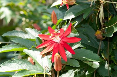 Passiflora coccinea