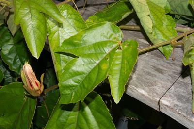 Passiflora coccinea