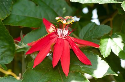 Passiflora coccinea