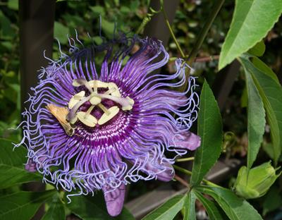 Passiflora incarnata