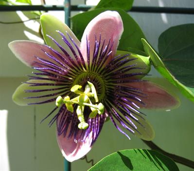 Passiflora incarnata