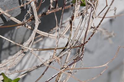 Passiflora suberosa - گل ساعتی ساقه‌چوب‌پنبه‌ای